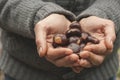 Handpicked chestnusts