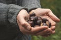 Handpicked chestnusts Royalty Free Stock Photo