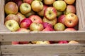 Handpicked organic apples