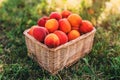 Handpicked ripe apricot fruit in wicker basket on organic orchard ground