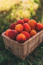 Handpicked ripe apricot fruit in wicker basket on organic orchard ground, vertical image