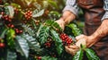 Handpicking arabica and robusta coffee berries in agricultural field by farmer s hands Royalty Free Stock Photo