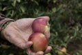 Handpicking Honey Crisp apples is a fun fall activity Royalty Free Stock Photo