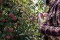 Handpicking Honey Crisp apples while wearing mask Royalty Free Stock Photo