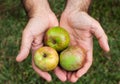 Three organic apples in farmers hand Royalty Free Stock Photo