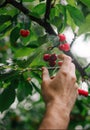 Cherries Handpicking Royalty Free Stock Photo