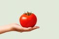 Handpicking Ripe Red Tomato In Garden Setting Royalty Free Stock Photo