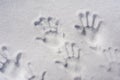 Handprints in the snow. Family fingerprints in the snow close-up and copy space.