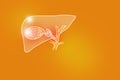 Handrawn illustration of human Gall Bladder on positive orange background.