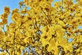 Handroanthus chrysanthus. Ã Â¸ÂºBlooming Guayacan. Royalty Free Stock Photo