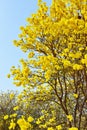 Handroanthus chrysanthus. Ã Â¸ÂºBlooming Guayacan. Royalty Free Stock Photo