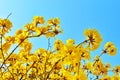 Handroanthus chrysanthus. Ã Â¸ÂºBlooming Guayacan. Royalty Free Stock Photo