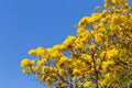 Handroanthus Chrysanthus with blue sky Royalty Free Stock Photo