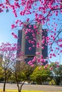 (Handroanthus heptaphyllus) Close up of beautiful Pink Trumpet Tree , Tabebuia rosea in full bloom.