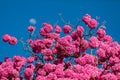 (Handroanthus heptaphyllus) Close up of beautiful Pink Trumpet Tree , Tabebuia rosea in full bloom. Royalty Free Stock Photo