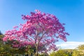 (Handroanthus heptaphyllus) Close up of beautiful Pink Trumpet Tree , Tabebuia rosea in full bloom. Royalty Free Stock Photo