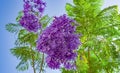 Handroanthus impetiginosa Lilac blue color Tabebuia avellanedae or Handroanthus impetiginosus