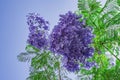 Handroanthus impetiginosa Lilac blue color Tabebuia avellanedae or Handroanthus impetiginosus