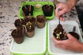 Hands Add Potting Soil to Seedling Lettuce Plant with a Spoon