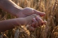 Hands of an adult and a child in a wheat field. Transfer of experience in grain cultivation and bread production. Close-up Royalty Free Stock Photo