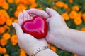 Hands for adults and children with red heart, health care, love, organ donation Royalty Free Stock Photo