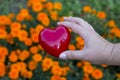 Hands for adults and children with red heart, health care, love, organ donation Royalty Free Stock Photo