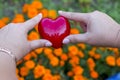 Hands for adults and children with red heart, health care, love, organ donation Royalty Free Stock Photo