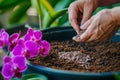 hands applying fertilizer granules to orchid potting medium