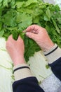 Hands aranging grape leaves Royalty Free Stock Photo