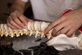 Hands on artificial spine Royalty Free Stock Photo