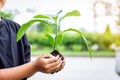 Hands Asian child boy holding a little green plant with soil. Growing tree. Royalty Free Stock Photo