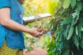 Hands of Asian female farmer with tablet check and take care the brown longans before harvesting for sale in farm, Smart farming