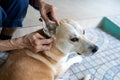 Hands of asian woman is checking for fleas and ticks in the dog,looks at tick in dogÃ¢â¬â¢s ear canal,examination,cleanliness,
