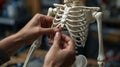 Hands assembling a skeleton model for medical study in a classroom or workshop Royalty Free Stock Photo