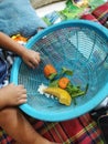 Hands of the baby playing with piece of vegetable in the blue basket in the kitchen with parents Family House Bangkok Thailand