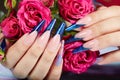 Hands with long artificial blue french manicured nails and rose flowers Royalty Free Stock Photo