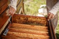 Hands of beekeeper pulls out from the hive a wooden frame with honeycomb. Collect honey. Beekeeping concept Royalty Free Stock Photo