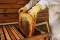 Hands of beekeeper pulls out from the hive a wooden frame with honeycomb. Collect honey. Beekeeping concept Royalty Free Stock Photo