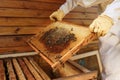 Hands of beekeeper pulls out from the hive a wooden frame with honeycomb. Collect honey. Beekeeping concept