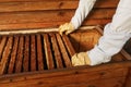 Hands of beekeeper pulls out from the hive a wooden frame with honeycomb. Collect honey. Beekeeping concept Royalty Free Stock Photo