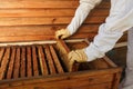 Hands of beekeeper pulls out from the hive a wooden frame with honeycomb. Collect honey. Beekeeping concept Royalty Free Stock Photo