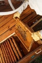 Hands of beekeeper pulls out from the hive a wooden frame with honeycomb. Collect honey. Beekeeping concept Royalty Free Stock Photo