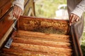 Hands of beekeeper pulls out from the hive a wooden frame with honeycomb. Collect honey. Beekeeping concept Royalty Free Stock Photo