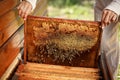 Hands of beekeeper pulls out from the hive a wooden frame with honeycomb. Collect honey. Beekeeping concept Royalty Free Stock Photo