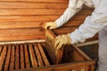 Hands of beekeeper pulls out from the hive a wooden frame with honeycomb. Collect honey. Beekeeping concept Royalty Free Stock Photo