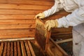 Hands of beekeeper pulls out from the hive a wooden frame with honeycomb. Collect honey. Beekeeping concept Royalty Free Stock Photo