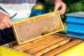 Hands of beekeeper pulls out from the hive a wooden frame with honeycomb. Collect honey. Beekeeping concept Royalty Free Stock Photo