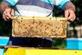 Hands of beekeeper pulls out from the hive a wooden frame with honeycomb. Collect honey. Beekeeping concept Royalty Free Stock Photo