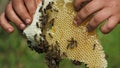 The hands of a beekeeper who cares for bees.