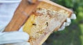 Hands, beekeeper or wooden frame check on honey production farm, sustainability agriculture or healthy food